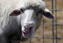 ¿Por qué están apareciendo ovejas y cabras con lengua azul?