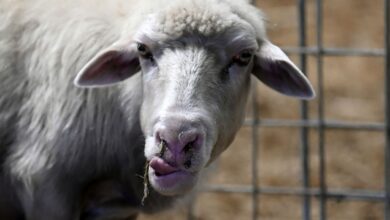 ¿Por qué están apareciendo ovejas y cabras con lengua azul?