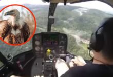 Buitre se estrella contra un helicóptero, rompe el parabrisas y golpea al piloto | VIDEO