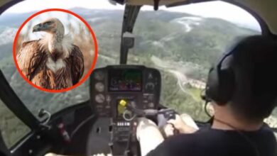 Buitre se estrella contra un helicóptero, rompe el parabrisas y golpea al piloto | VIDEO