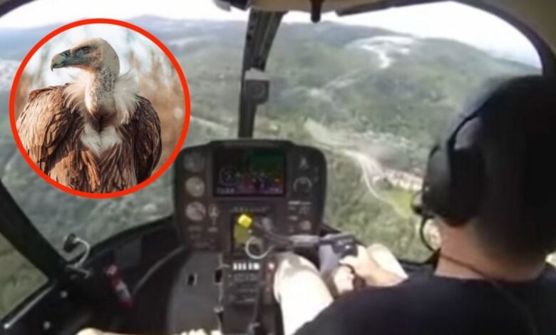 Buitre se estrella contra un helicóptero, rompe el parabrisas y golpea al piloto | VIDEO