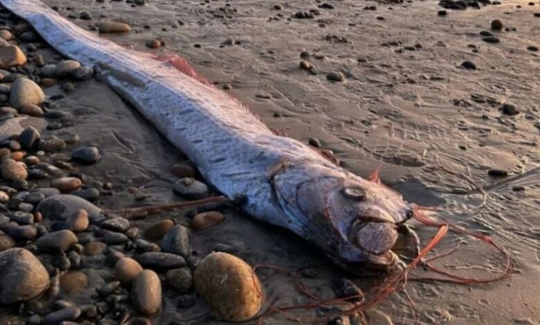 Impresionante hallazgo: aparece otro pez que presagia el “fin del mundo” en la costa de California