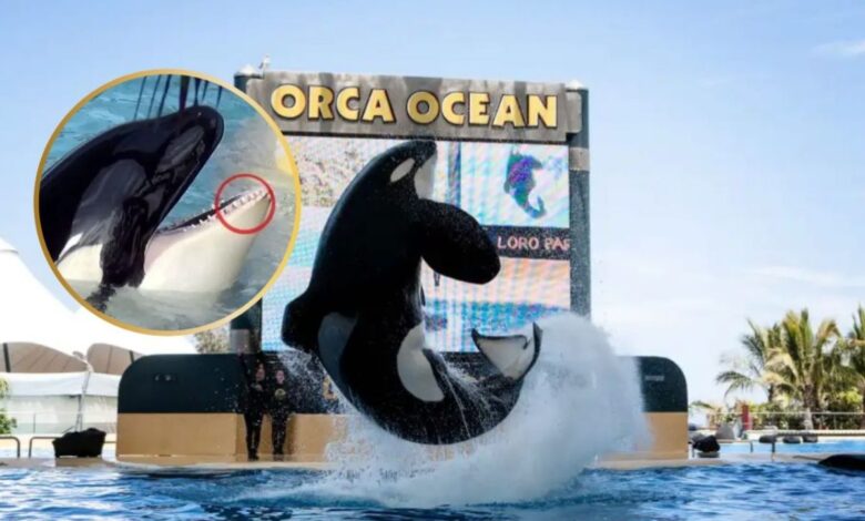 Muere orca que mató a su entrenador, así fue su trágica historia mientras fue una atracción en SeaWorld