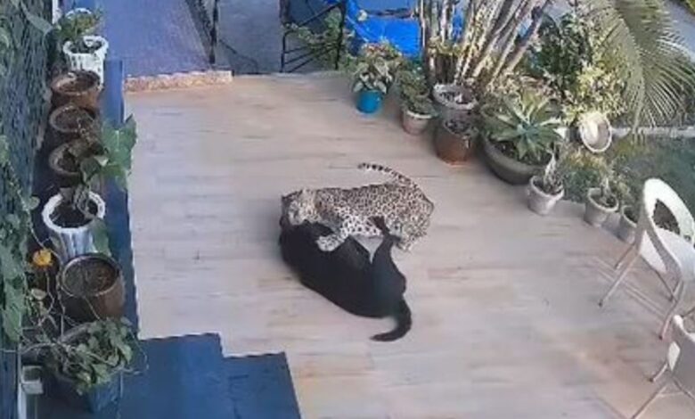 Perro pelea contra un leopardo para salvar a su dueña de ser devorada | VIDEO