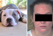 Arrestan a mujer por apuñalar al perro de su novio en un ataque de ira, el pitbull logró sobrevivir