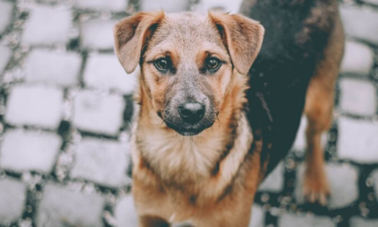 Dueño de restaurante que vendía carne de perro muere tras contagiarse de rabia