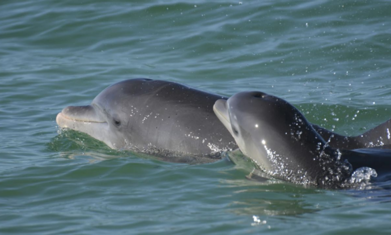 Estudio encuentra fentanilo en delfines que habitan el Golfo de México