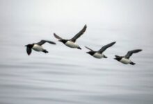 Hecatombe acabó con la mitad de la población de una especie de aves en Alaska, científicos culpan al cambio climático