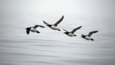 Hecatombe acabó con la mitad de la población de una especie de aves en Alaska, científicos culpan al cambio climático