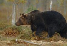 Hombre sale a cazar en Estados Unidos y muere aplastado por un oso de 200 kilos