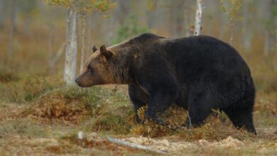 Hombre sale a cazar en Estados Unidos y muere aplastado por un oso de 200 kilos