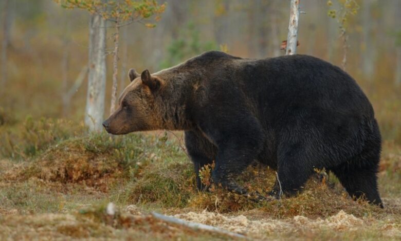 Hombre sale a cazar en Estados Unidos y muere aplastado por un oso de 200 kilos