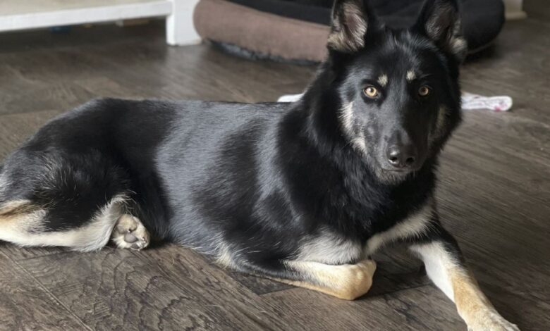 Increíble: perrita que se perdió encuentra su casa y toca el timbre para entrar