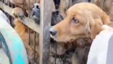 Perrito es vendido por sus dueños para carne de consumo | VIDEO