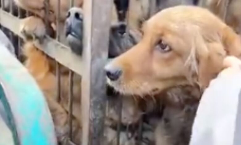 Perrito es vendido por sus dueños para carne de consumo | VIDEO