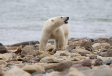 Un hombre en Canadá se enfrenta a un oso polar que atacó a su esposa y sufre graves heridas