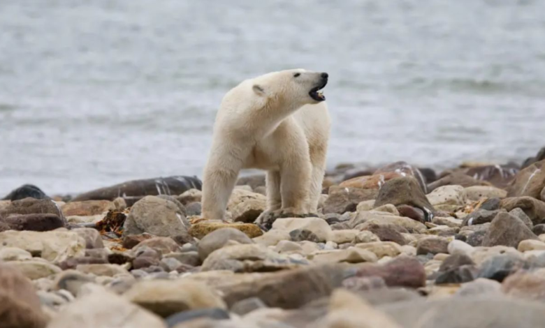 Un hombre en Canadá se enfrenta a un oso polar que atacó a su esposa y sufre graves heridas