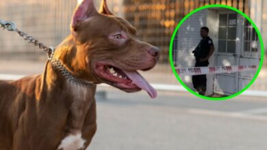 Yessica fue reportada como desaparecida por sus padres, hallan a sus perros devorando su cuerpo en su propia casa