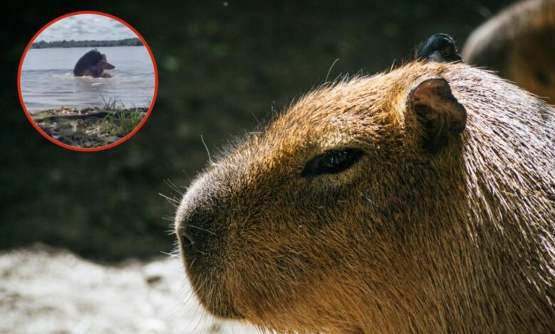 Captan ataque de capibara a adolescente mientras jugaba en el lago