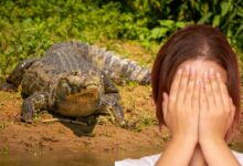 Cocodrilo se lleva a niña que se bañaba en un lago, el dramático rescate termina en tragedia