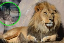 Cuidador de leones graba en VIDEO su propia muerte tratando de impresionar a su novia | IMÁGENES FUERTES