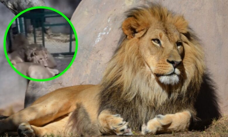 Cuidador de leones graba en VIDEO su propia muerte tratando de impresionar a su novia | IMÁGENES FUERTES