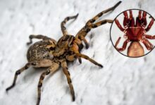 Descubren nueva araña GIGANTE considerada más peligrosa que la violinista