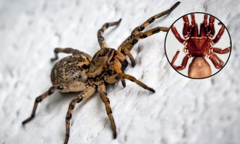 Descubren nueva araña GIGANTE considerada más peligrosa que la violinista