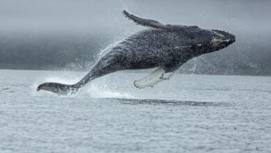 Los rorcuales como el de la imagen son la segunda ballena más grande del mundo.