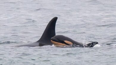 Mamá orca que arrastró por 17 días a su bebé muerto sufre la pérdida de nueva cría; otra vez nada junto al cadáver