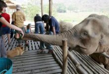 Muere turista tras ser atacada por un elefante en Tailandia; mujer lo estaba bañando