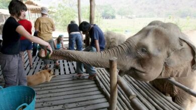 Muere turista tras ser atacada por un elefante en Tailandia; mujer lo estaba bañando