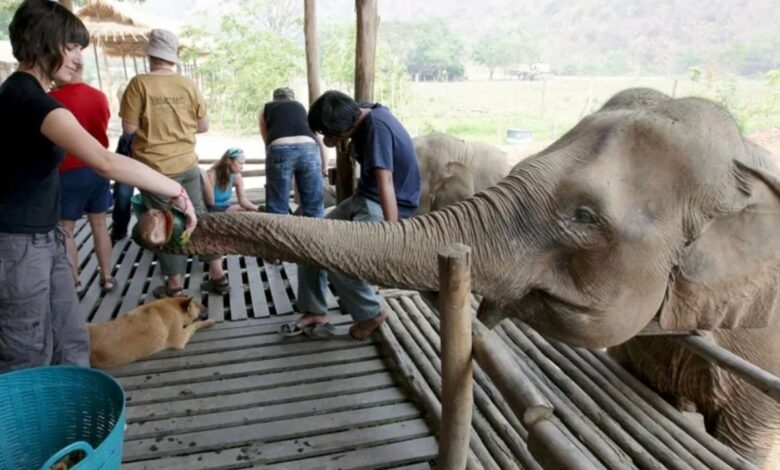 Muere turista tras ser atacada por un elefante en Tailandia; mujer lo estaba bañando