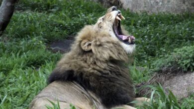 Niño de ocho años sobrevive durante cinco días en una reserva habitada por 40 leones, hipopótamos y elefantes