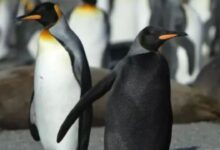 Pingüino mutante es hallado y así luce con su rara apariencia | VIDEO