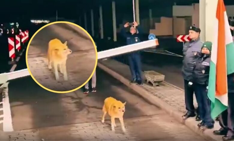 Un perrito, el primero en cruzar libre frontera de Rumania con Europa; lo reciben con aplausos | VIDEO