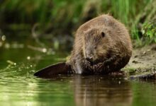 Un castor europeo como los que se encuentran en el Tajo