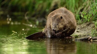 Un castor europeo como los que se encuentran en el Tajo