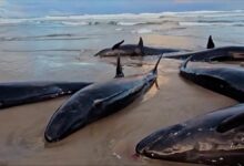 Aparecen más de 150 ballenas varadas en una playa de Tasmania