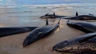 Aparecen más de 150 ballenas varadas en una playa de Tasmania