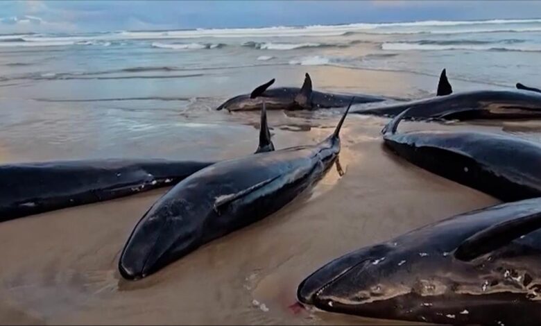 Aparecen más de 150 ballenas varadas en una playa de Tasmania