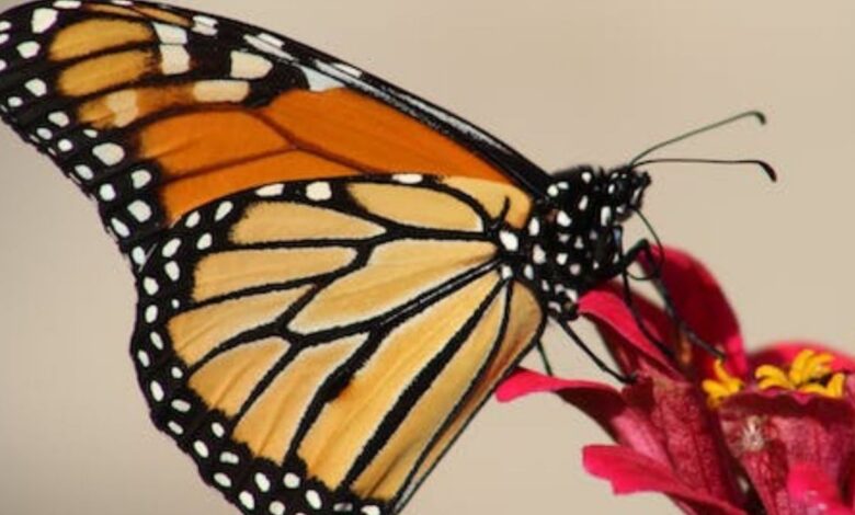 No podía caminar y vomitaba mucho, revelan nuevos detalles de la muerte del joven que se inyectó una mariposa