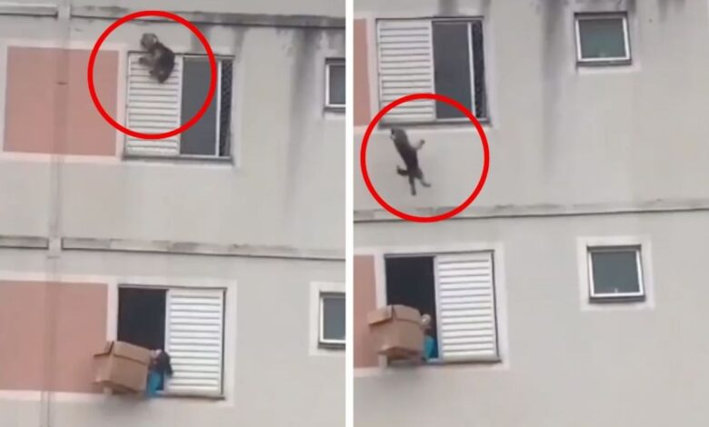 Perro cae desde una ventana y su dueña lo rescata con una caja de cartón | VIDEO