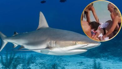 Tiburón le arranca las manos a turista cuando quiso alejarlo: “Fue una pesadilla”