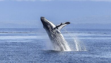 VIDEO: el impactante momento en que una ballena jorobada se traga a un joven que viajaba en kayak