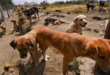 Niña de 2 años muere tras ser atacada por perros callejeros; prometen retirar 4 millones de canes