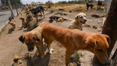 Niña de 2 años muere tras ser atacada por perros callejeros; prometen retirar 4 millones de canes