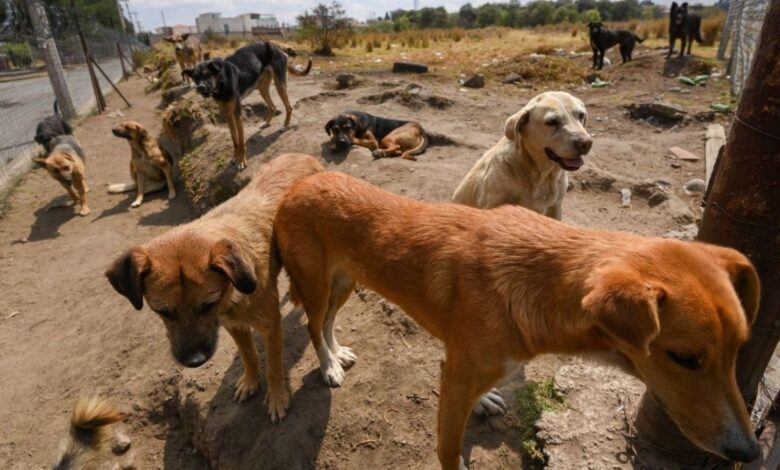 Niña de 2 años muere tras ser atacada por perros callejeros; prometen retirar 4 millones de canes