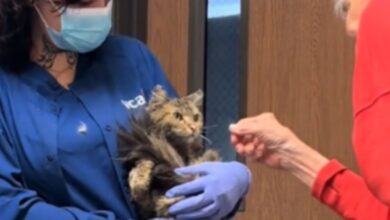 VIDEO: el emotivo reencuentro de una dueña con su gatita que creía muerta en los incendios de Los Ángeles, se escondió en las cenizas